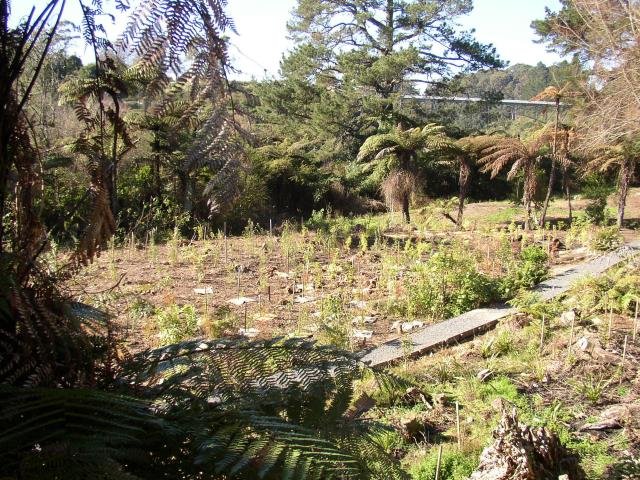 Lower area after planting. July 2004. Cambridge Tree Trust